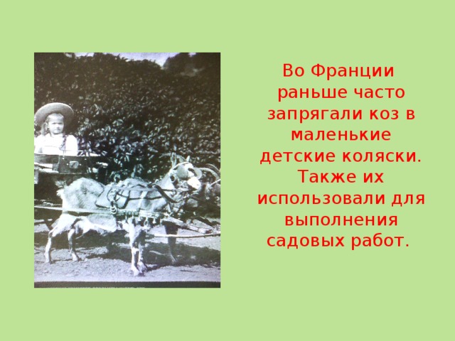 Во Франции раньше часто запрягали коз в маленькие детские коляски. Также их использовали для выполнения садовых работ. 