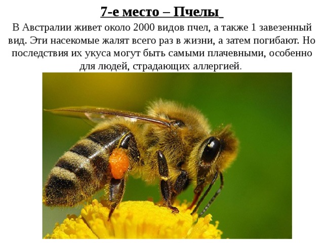 Презентация на тему: Эти удивительные пчёлы 3 класс - скачать презентацию