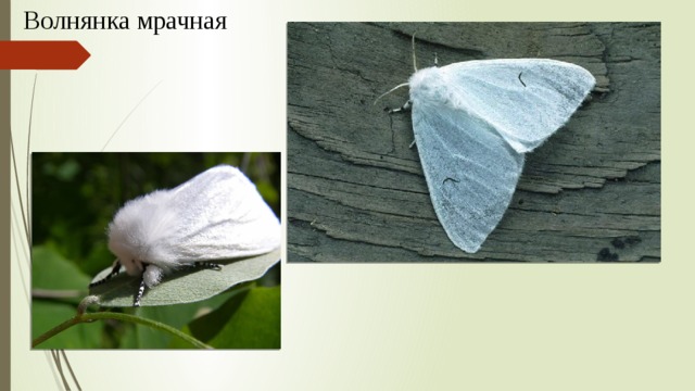 Волнянка мрачная 