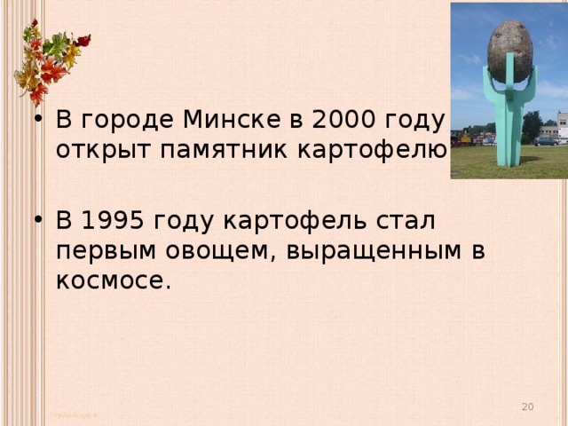 В городе Минске в 2000 году открыт памятник картофелю. В 1995 году картофель стал первым овощем, выращенным в космосе.  