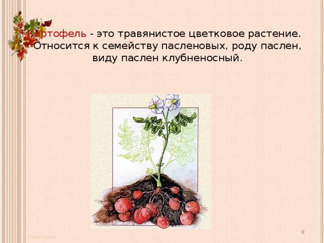 Картофель - это травянистое цветковое растение. Относится к семейству пасленовых, роду паслен, виду паслен клубненосный.  