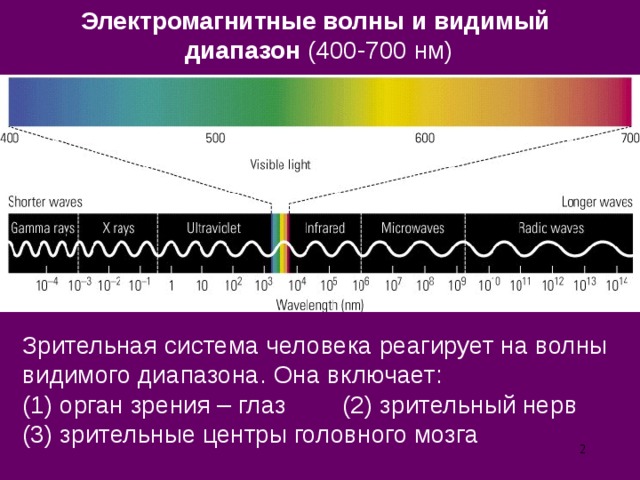 Электромагнитные волны и видимый диапазон (400-700 нм) Зрительная система человека реагирует на волны видимого диапазона.  Она включает: (1) орган зрения – глаз  (2) зрительный нерв (3) зрительные центры головного мозга  