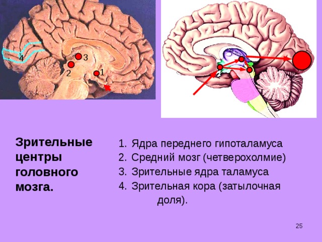 3 4   1  2  Зрительные центры головного мозга.  Ядра переднего гипоталамуса  Средний мозг (четверохолмие)  Зрительные ядра таламуса  Зрительная кора (затылочная  доля).  