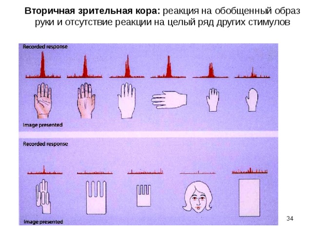 Вторичная зрительная кора: реакция на обобщенный образ руки и отсутствие реакции на целый ряд других стимулов  
