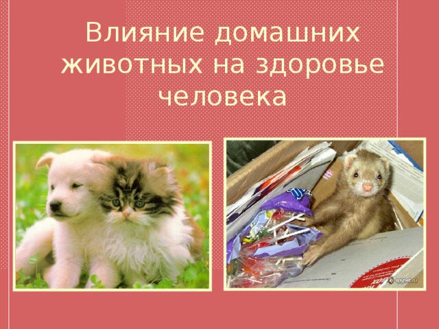 Действие животных