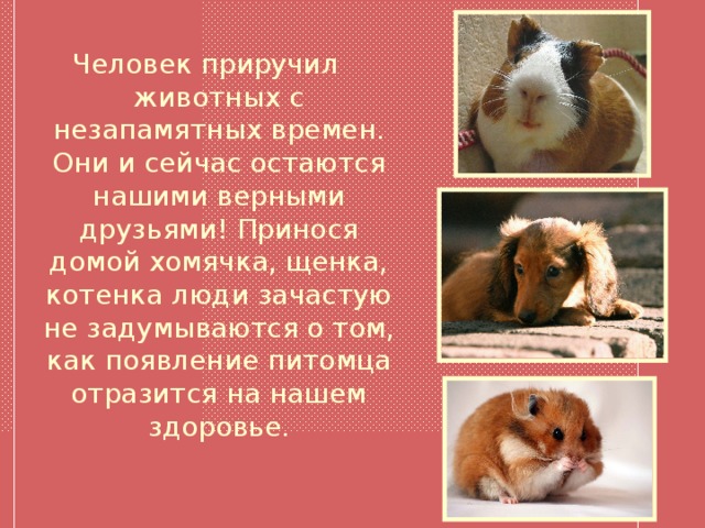 Влияние домашних животных на человека проект Влияние домашних животных на здоровье человека.