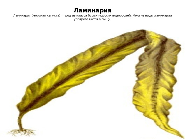 Ламинария  Ламинария (морская капуста) — род из класса бурых морских водорослей. Многие виды ламинарии употребляются в пищу.   