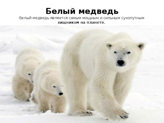 Белый медведь  Белый медведь является самым мощным и сильным сухопутным хищником на планете. 