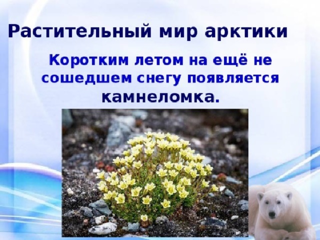 Какие растения есть в арктике. Растительный мир арктических пустынь в России. Зона арктических пустынь растения лишайники. Растения арктических пустынь 4 класс. Камнеломка арктических пустынь.