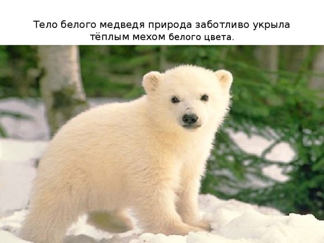 Тело белого медведя природа заботливо укрыла тёплым мехом белого цвета. 