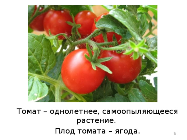 Помидор это ягода. Плод томата. Томат это однолетнее растение. Презент помидоры.