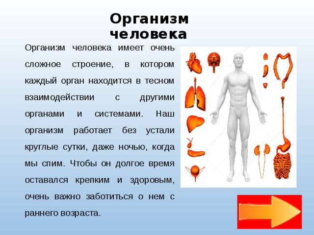 Проект организм человека