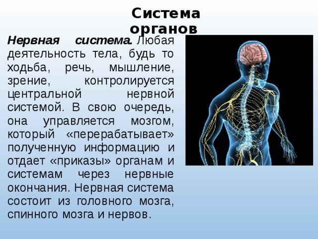 Система органов Нервная система.  Любая деятельность тела, будь то ходьба, речь, мышление, зрение, контролируется центральной нервной системой. В свою очередь, она управляется мозгом, который «перерабатывает» полученную информацию и отдает «приказы» органам и системам через нервные окончания. Нервная система состоит из головного мозга, спинного мозга и нервов. 