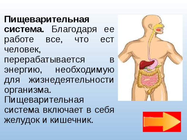 Тесту пищеварение