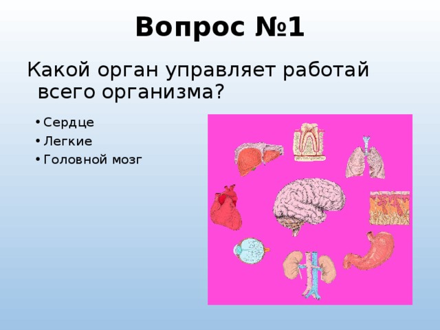 Вопрос №1 Какой орган управляет работай всего организма?    Сердце Легкие Головной мозг 