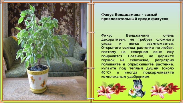Фикус Бенджамина – самый привлекательный среди фикусов Фикус Бенджамина очень декоративен, не требует сложного ухода и легко размножается. Открытого солнца растение не любит, поэтому на северном окне ему понравится. Главное, не держите горшок на сквозняке, регулярно поливайте и опрыскивайте растение, купайте под теплым душем (около 40°C) и иногда подкармливайте комплексным удобрением. 