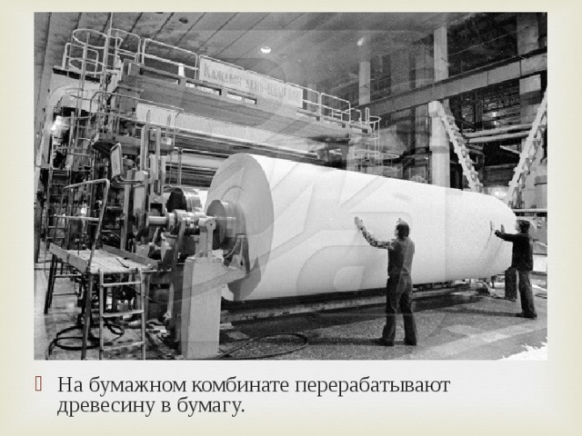 На бумажном комбинате перерабатывают древесину в бумагу. 