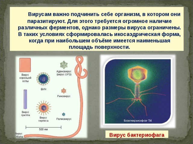 какое геометрическое тело носит имя хеопса