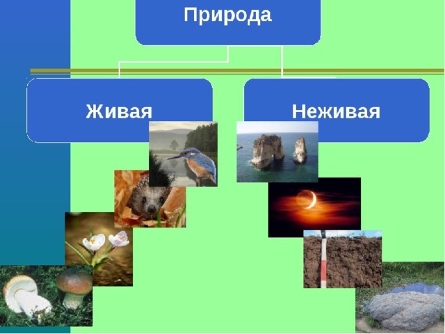 Какой жанр представляет собой изображение неживой природы