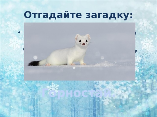 Отгадайте загадку: Только ляжет снег несмело  И покроет все места,  Становлюсь и я весь белым,  Кроме кончика хвоста. Горностай. 