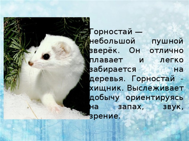 Горностай — небольшой пушной зверёк. Он отлично плавает и легко забирается на деревья. Горностай - хищник. Выслеживает добычу ориентируясь на запах, звук, зрение. 