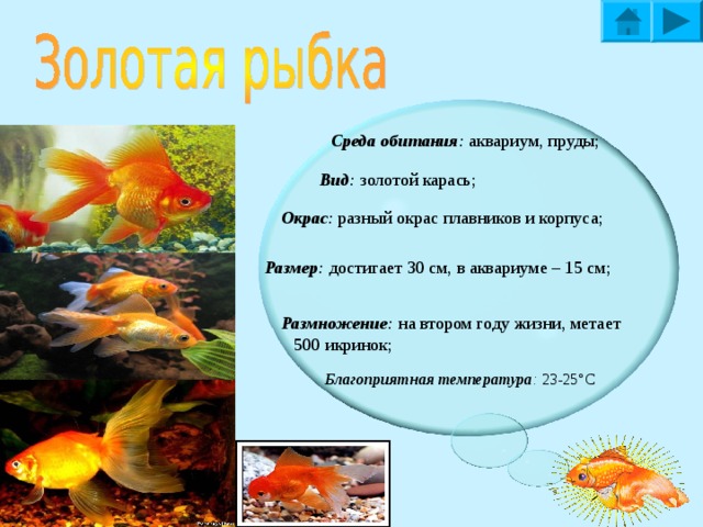ф 