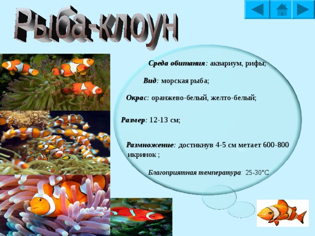 Среда обитания : аквариум, пруды;  Вид : золотой карась; Окрас : разный окрас плавников и корпуса; Размер : достигает 30 см, в аквариуме – 15 см; Размножение : на втором году жизни, метает  500 икринок; Благоприятная температура : 23-25°С  
