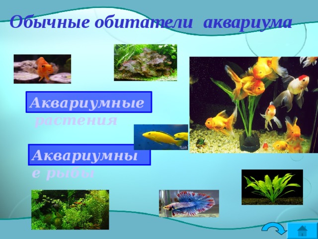  Аквариумы бывают прямоугольные, стандартного типа, круглые. Аквариум со скошенной передней стенкой называется «картиной». Обязательное условие содержания рыб в аквариуме — определённое насыщение воды кислородом и необходимый её солевой состав.   