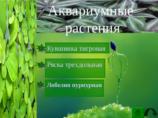 Обычные обитатели аквариума   Аквариумные растения Аквариумные рыбы 