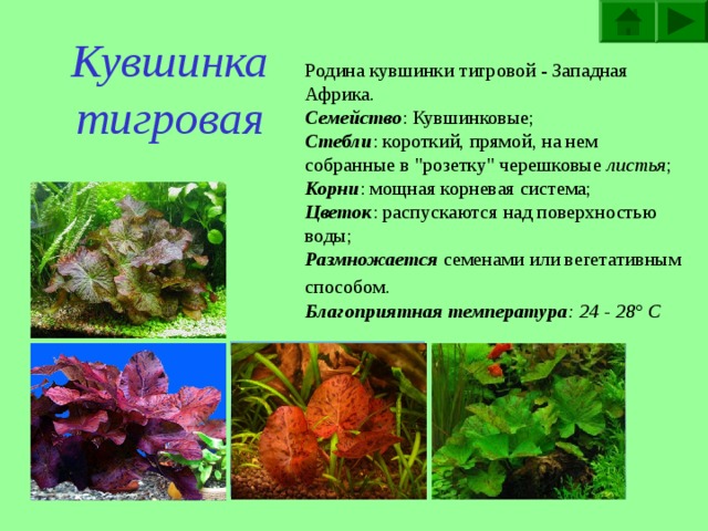 Аквариумные  растения Аквариумные  растения Кувшинка тигровая Ряска трехдольная Лобелия пурпурная  