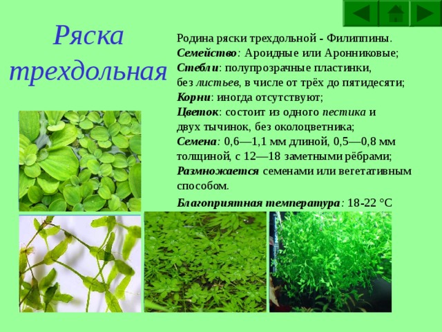 Кувшинка тигровая Родина кувшинки тигровой - Западная Африка. Семейство : Кувшинковые; Стебли : короткий, прямой, на нем собранные в 