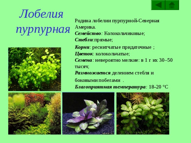 Ряска трехдольная  Родина ряски трехдольной - Филиппины. Семейство : Ароидные или Аронниковые; Стебли : полупрозрачные пластинки, без  листьев , в числе от трёх до пятидесяти; Корни : иногда отсутствуют; Цветок : состоит из одного  пестика  и двух тычинок, без околоцветника; Семена :  0,6—1,1 мм длиной, 0,5—0,8 мм толщиной, с 12—18 заметными рёбрами; Размножается  семенами или вегетативным способом. Благоприятная температура : 18-22 °С  