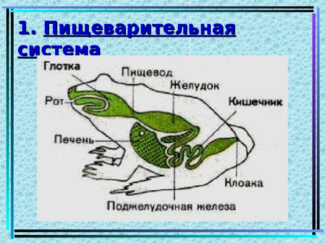 1. Пищеварительная система 