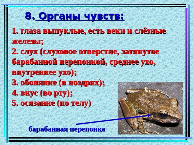 8. Органы чувств: 1. глаза выпуклые, есть веки и слёзные железы; 2. слух (слуховое отверстие, затянутое барабанной перепонкой, среднее ухо, внутреннее ухо); 3. обоняние (в ноздрях); 4. вкус (во рту); 5. осязание (по телу) барабанная перепонка 