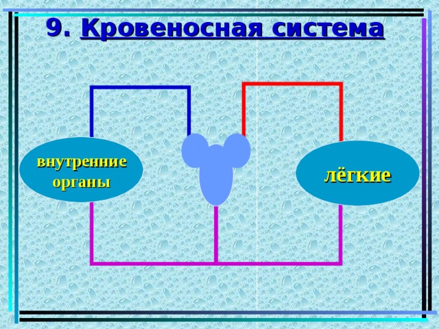 9. Кровеносная система внутренние органы лёгкие 