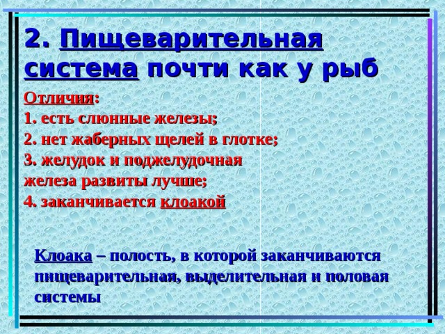 2. Пищеварительная система почти как у рыб Отличия : 1. есть слюнные железы; 2. нет жаберных щелей в глотке; 3. желудок и поджелудочная железа развиты лучше; 4. заканчивается клоакой Клоака – полость, в которой заканчиваются пищеварительная, выделительная и половая системы 