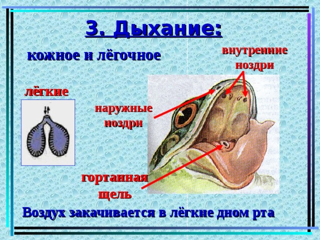 3. Дыхание:   внутренние ноздри кожное и лёгочное лёгкие наружные ноздри гортанная щель Воздух закачивается в лёгкие дном рта 