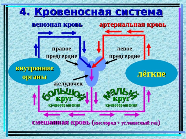 4. Кровеносная система артериальная кровь венозная кровь правое предсердие левое предсердие внутренние органы лёгкие желудочек круг кровообращения круг кровообращения смешанная кровь ( кислород + углекислый газ ) 