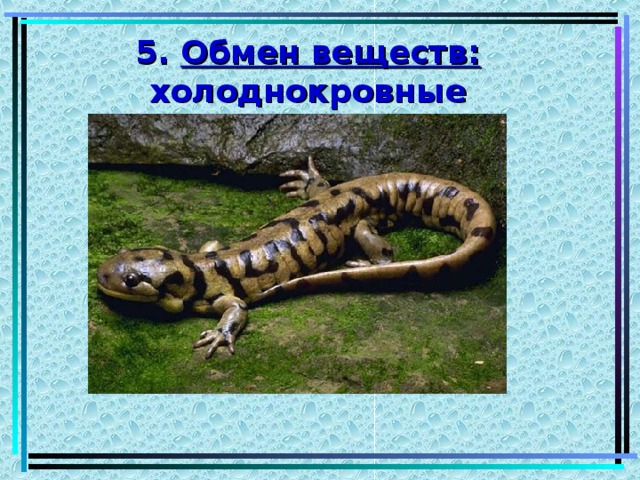 5. Обмен веществ:  холоднокровные 