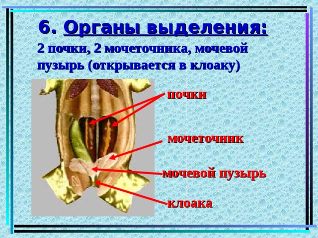 6. Органы выделения: 2 почки, 2 мочеточника, мочевой пузырь (открывается в клоаку) почки мочеточник мочевой пузырь клоака 