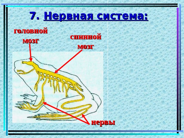 7. Нервная система: головной мозг спинной мозг нервы 