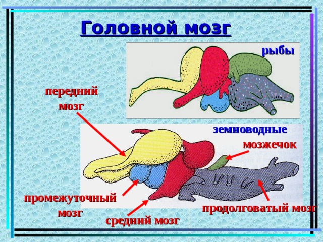 Головной мозг рыбы передний мозг земноводные мозжечок промежуточный мозг продолговатый мозг средний мозг 