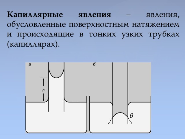 Капиллярные явления в природе