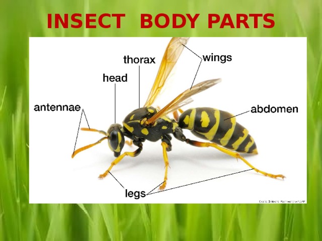 The body bugs. Insect Parts of body. Parts of insects. Parts of the Bee. Spotlight 5 insects.