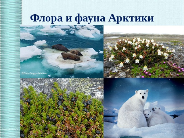 Флора и фауна Арктики  