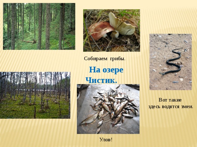 Собираем грибы. На озере Чистик.  Вот такие здесь водятся змеи. Улов! 