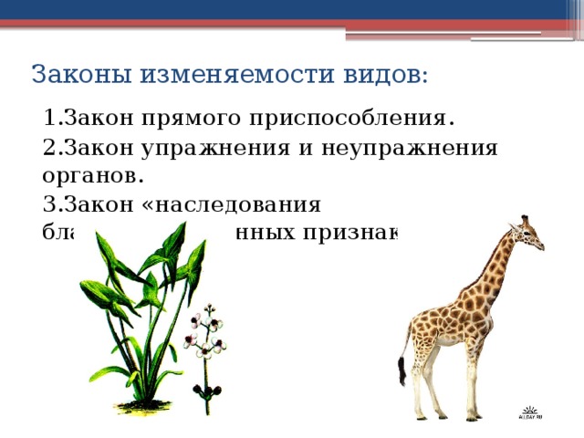 Законы изменяемости видов:   1.Закон прямого приспособления. 2.Закон упражнения и неупражнения органов. 3.Закон «наследования благоприобретенных признаков» . 