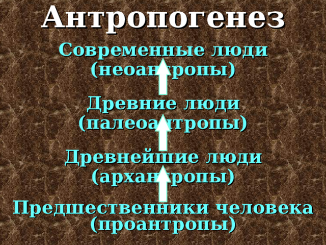 Антропогенез Современные люди ( неоантропы ) Древние люди (палеоантропы) Древнейшие люди (архантропы) Предшественники человека (проантропы) 