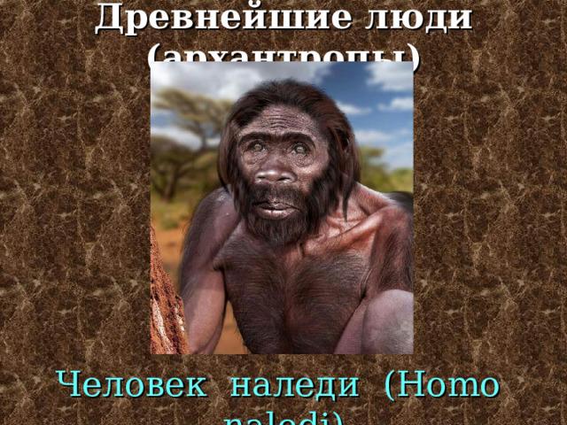 Древнейшие люди (архантропы) Человек флорезийский ( Homo floresiensis) 