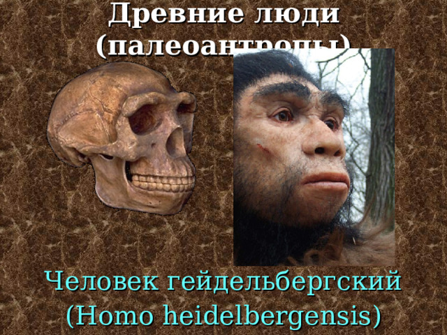 Древнейшие люди (архантропы) Человек наледи  ( Homo naledi) 